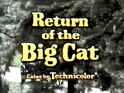 Return of the Big Cat