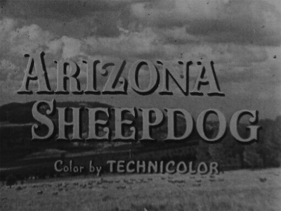 Arizona Sheepdog