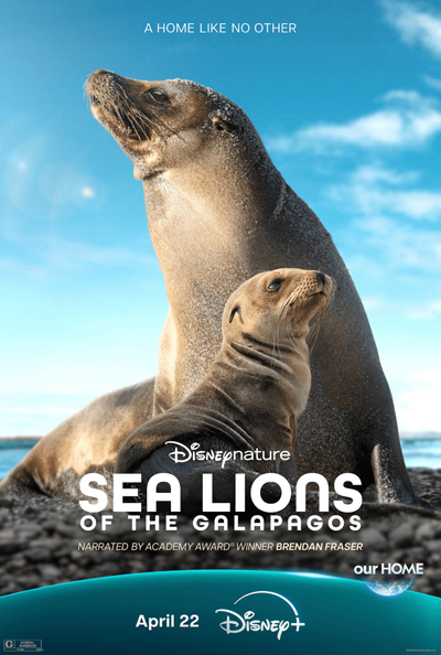 Otaries des Galápagos