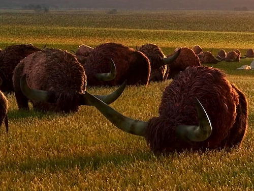 Les Longhorns Les Longhorns